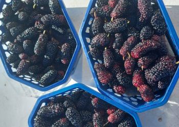 Почти 500 тонн экзотических фруктов завезли в Приамурье из Китая с начала года