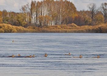 В Приамурье завершилась массовая миграция косули