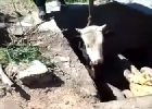 В Приамурье спасли упавшую в колодец корову