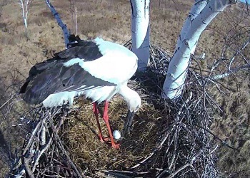 Амурские орнитологи зафиксировали первое в этом сезоне яйцо аистов 