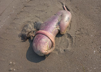 Жительница Сахалина нашла на берегу нечто жуткое, похожее на эмбрион