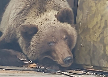 В камчатском поселке в одном из домов поселился медведь