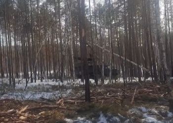 Начальника амурского лесхоза обвинили в незаконной рубке деревьев