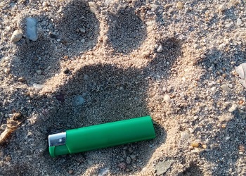 В Амурской области тигр напал на жеребенка