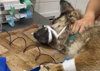 В Новобурейском собака попала в медвежий капкан