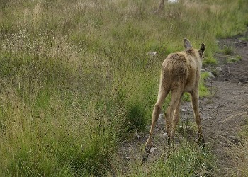 В Приамурье в природном парке «Зейский» появились лосенок и изюбренок