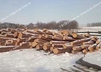 В Амурской области незаконно срубили более 500 лиственниц 