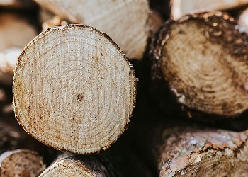 В Приамурье мастера леса обвинили в незаконной рубке деревьев