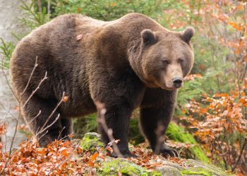 В амурских заказниках насчитали более сотни медведей