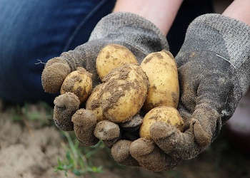 Производство картофельного крахмала могут запустить в Приамурье