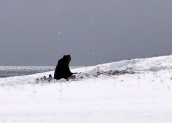 На юге Камчатки замечен первый проснувшийся медведь