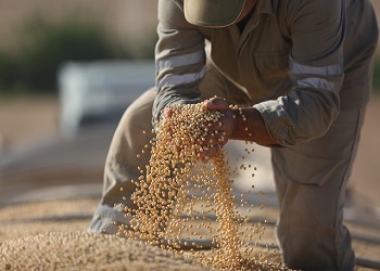 Более 6 тонн сои украли с полей амурского предприятия