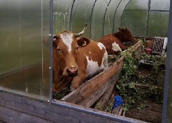 Коровы разорили теплицу в Тынде