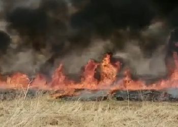 Глава Свободненского района пожаловалась на поджигателей сухой травы