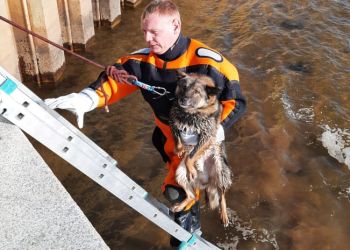В Благовещенске спасатели вытащили оказавшуюся в Амуре собаку 
