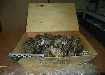 Почти 700 кг лобстеров и устриц обнаружили в Смоленске в офисной мебели
