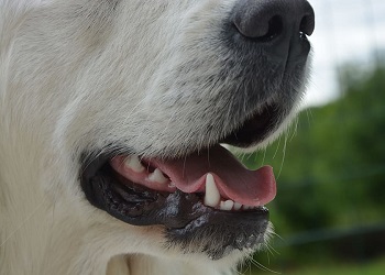 В Сковородинском округе девочка получит компенсацию за укус бездомного пса