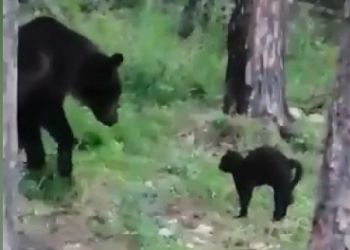 В Якутии домашний кот отогнал медведя от костра