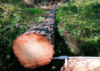 В Архаринском районе вырубили деревья с миллионным ущербом