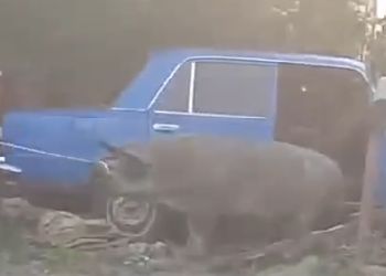 Свинья в «Жигулях» покусала водителя и спровоцировала ДТП под Воронежем