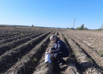 В Приамурье выявили новый для региона картофельный патоген