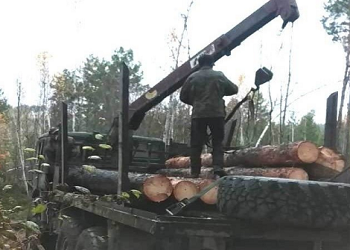 В амурском лесничестве вырубили лес на 2,5 миллиона рублей