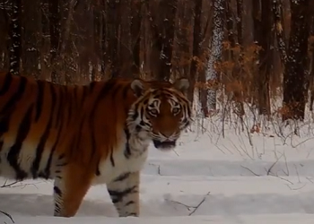 Дочь президентского тигра Бориса попала на кадры фотоловушки