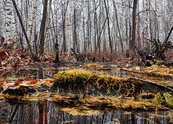 В Приамурье усилится ночной «минус»