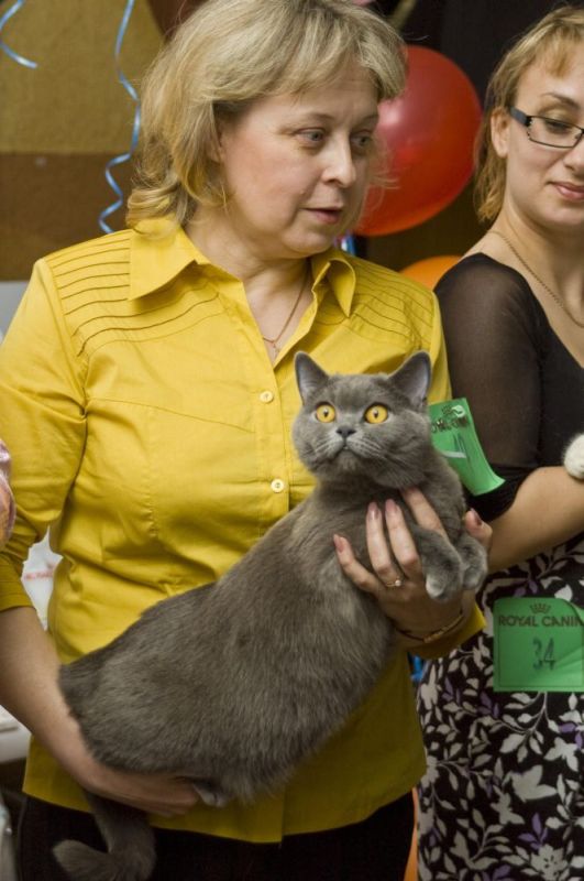 Выставка кошек мурманск 2024. Выставка кошек. Выставка кошек Мурманск. Выставка кошек Благовещенск. Выставка кошек Рубцовск.