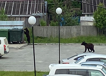 На Сахалине медведь гуляет по детской площадке