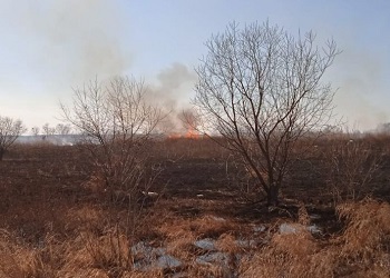 В Приамурье за сутки потушили 13 природных пожаров