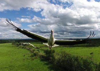 Аист против дрона: амурский орнитолог снял необычную погоню 