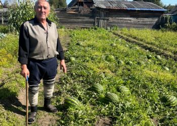 Пенсионер из Зеи вырастил рекордный урожай арбузов на своем огороде