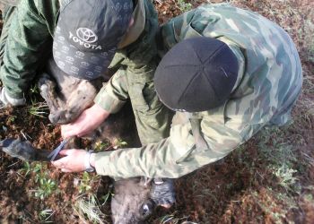Амурчане вакцинировали оленей на Чукотке и Камчатке