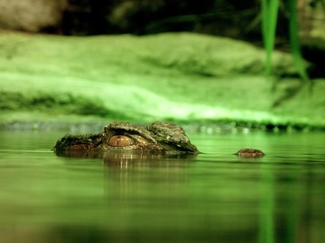 Жители Краснодарского края просят Минприроды изловить крокодила