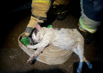 В Саратове кот спас хозяина от пожара, а сам едва не погиб