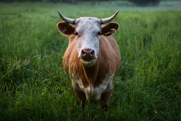 В Башкирии корова насмерть забодала свою 74-летнюю хозяйку