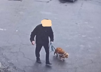 Благовещенские полицейские нашли украденную у пенсионерки собаку за 10 минут