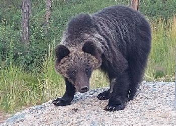 Наглые медведи «атаковали» Тындинский округ