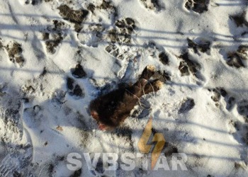 Амурчанин нашел на улице отрубленные лапы, похожие на собачьи