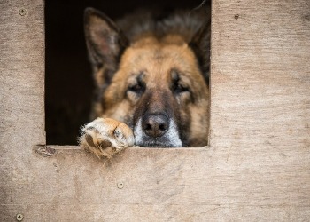 В Тынде до конца года откроют межмуниципальный приют для животных