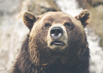 Медведь в Хабаровском крае на трассе пытался разорвать Лексус