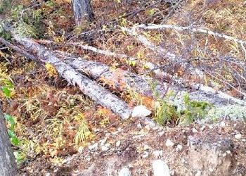 На севере Приамурья выявили факты незаконной рубки деревьев