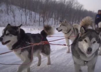 Катания в собачьих упряжках и заснеженные сопки: об амурской зиме сняли атмосферное видео