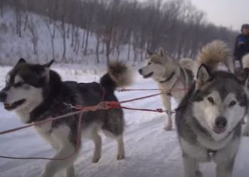 Об амурской зиме сняли атмосферное видео