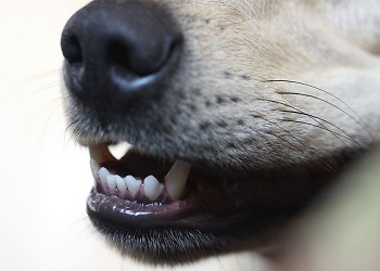 Компенсацию морального вреда за укус собаки взыскали в Приамурье