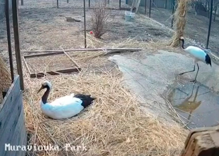Журавль помогает «жене» высиживать птенцов в Муравьевском парке