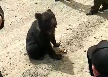 Появилось новое видео с медвежонком-попрошайкой на трассе в Амурской области