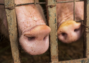 В Приамурье опасаются заноса африканской чумы свиней