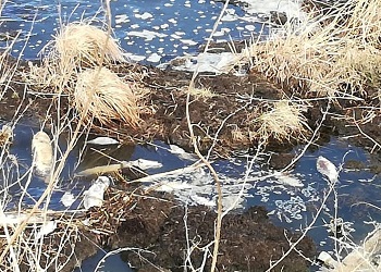 Амурчане заметили много погибшей рыбы в Тамбовском водохранилище